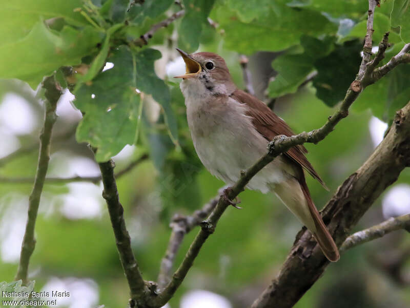Common Nightingale male adult, identification, song, Behaviour