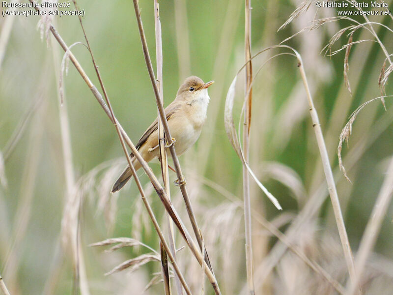 Common Reed Warbler male adult, identification, song