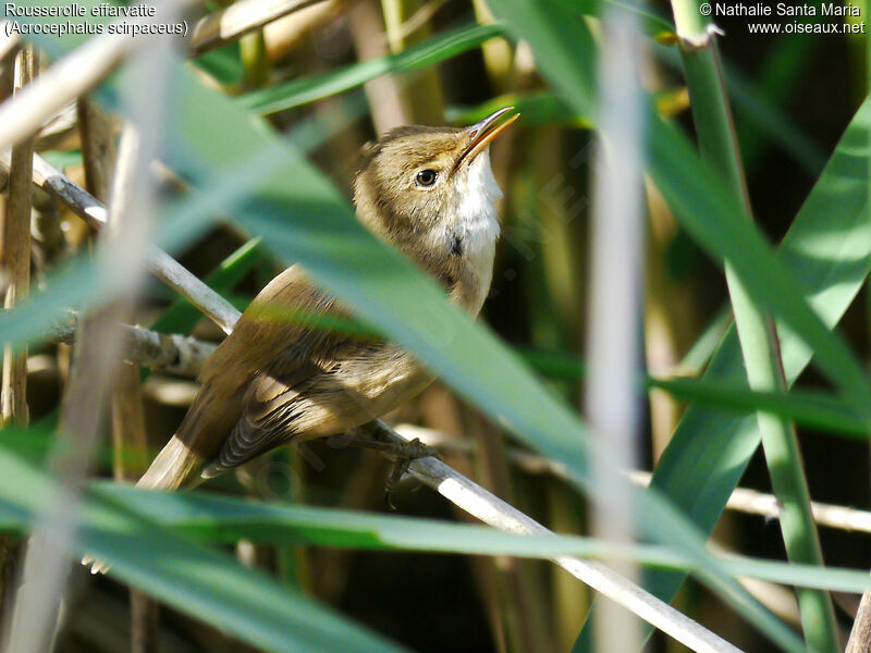 Common Reed Warbler male adult, identification, habitat, Flight, song