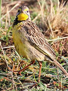 Yellow-throated Longclaw