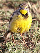 Yellow-throated Longclaw
