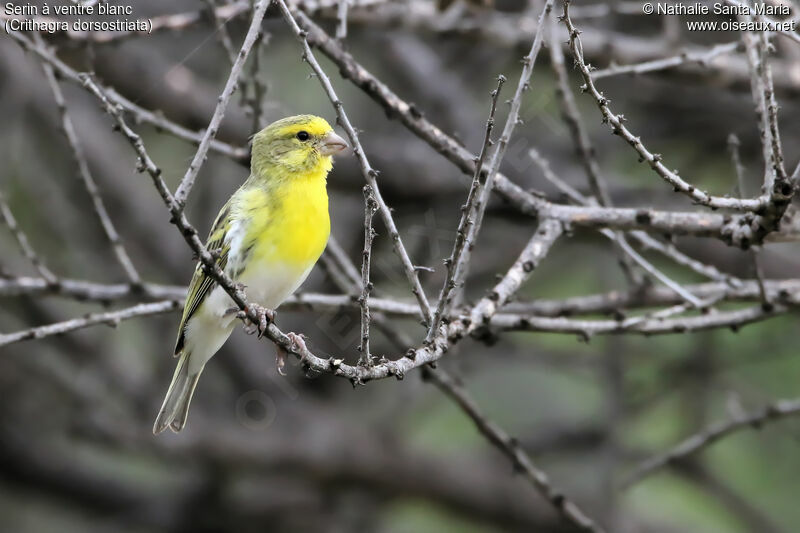 White-bellied Canary male adult, identification, habitat