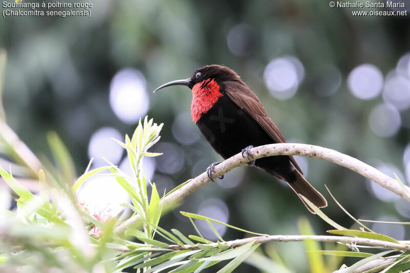 Scarlet-chested Sunbird male adult breeding, identification, habitat