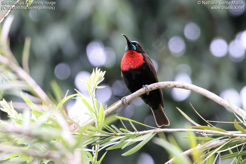 Scarlet-chested Sunbird male adult breeding, identification, habitat