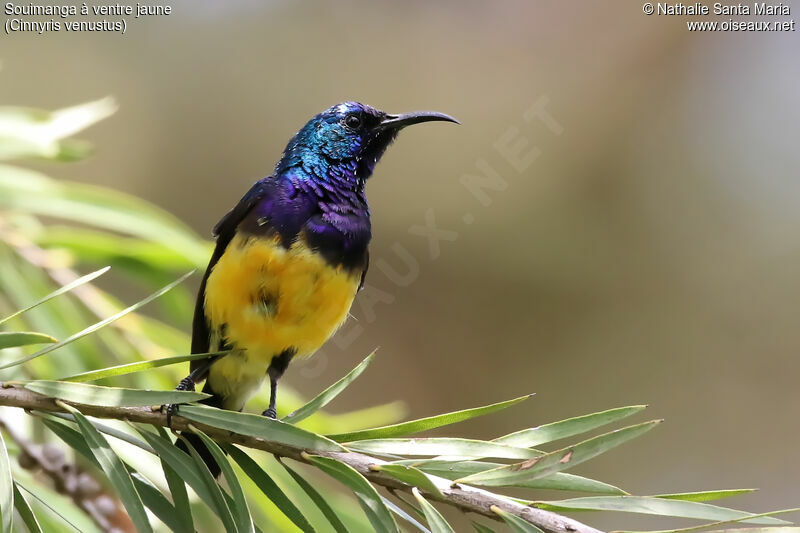 Variable Sunbird male adult, habitat
