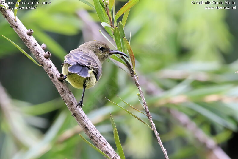 Variable Sunbird female adult
