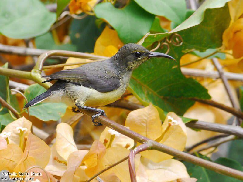 Mayotte Sunbird female adult breeding, identification