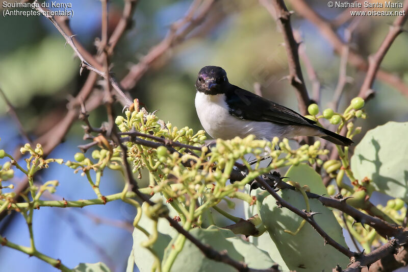 Eastern Violet-backed Sunbird male adult, identification, habitat