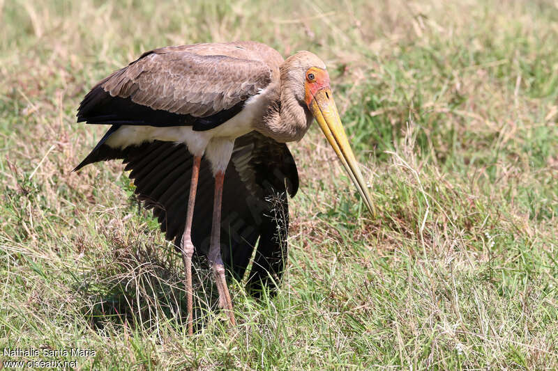 Tantale ibisjuvénile, identification
