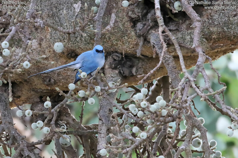 African Blue Flycatcheradult, habitat, Behaviour