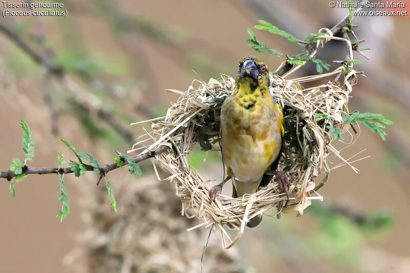 Village Weaver male adult, identification, habitat, Reproduction-nesting