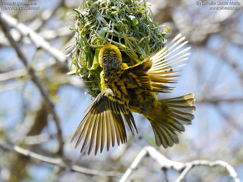 Village Weaver male adult breeding, aspect, courting display, Reproduction-nesting, Behaviour