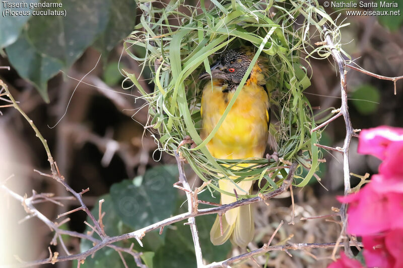 Village Weaver male adult, moulting, Reproduction-nesting