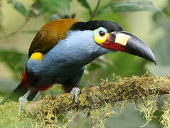 Plate-billed Mountain Toucan