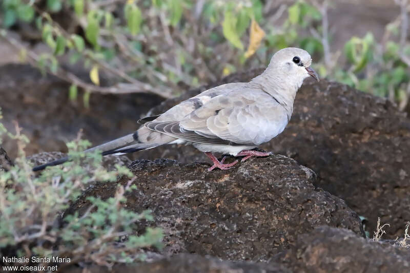 Namaqua Dove female adult, identification, walking