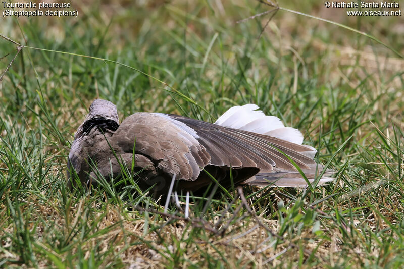 Mourning Collared Doveadult, care