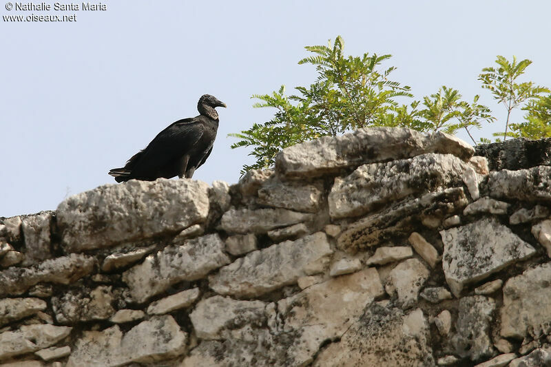 Black Vultureadult, habitat