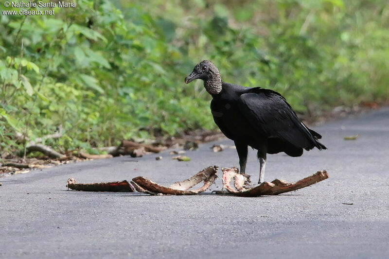 Black Vultureadult, identification, eats