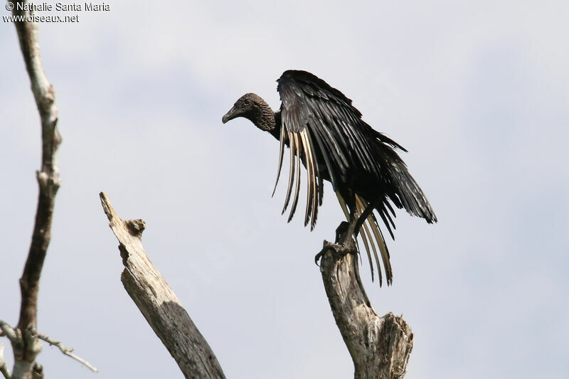 Black Vultureadult, identification, care, aspect