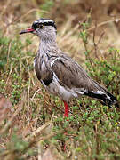 Crowned Lapwing