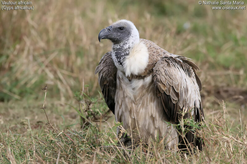 White-backed Vultureimmature, identification, habitat