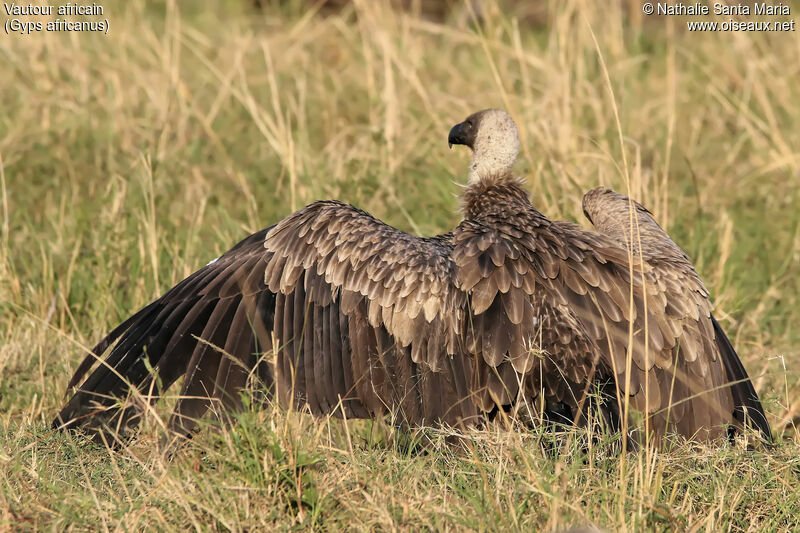 White-backed Vulture, habitat, aspect, Behaviour