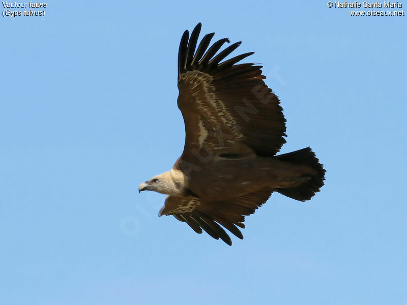 Griffon VultureFourth year, Flight
