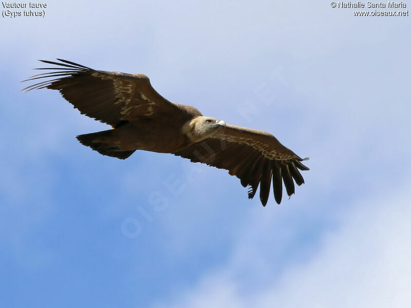 Griffon VultureFourth year, Flight