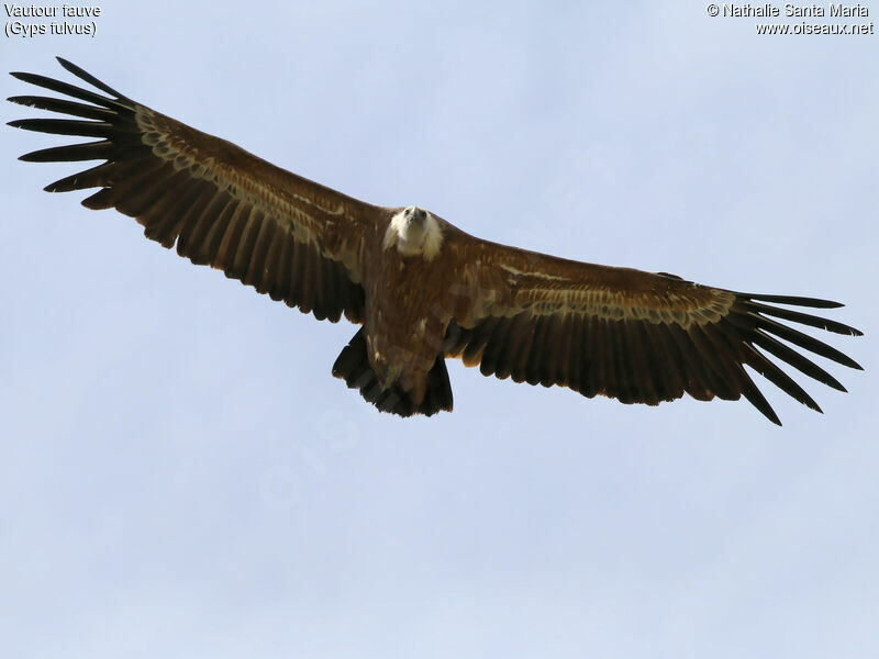 Griffon Vulture, Flight