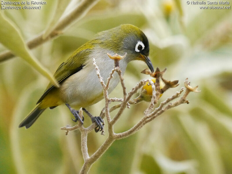 Reunion Olive White-eyeadult breeding, identification, habitat, feeding habits