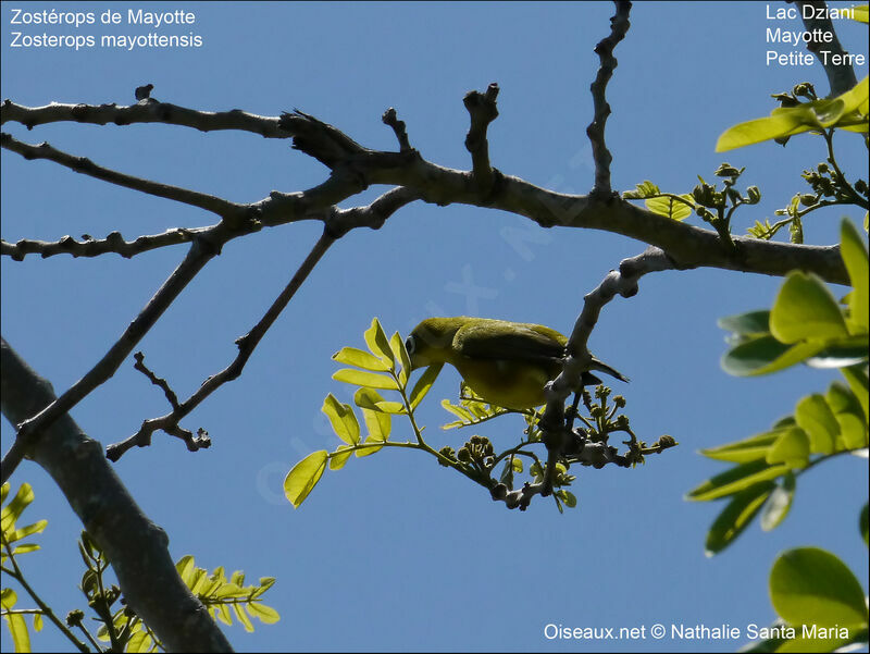 Mayotte White-eyeadult, habitat, Behaviour